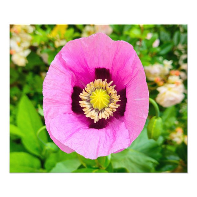 Blume Fotodruck (Vorne)