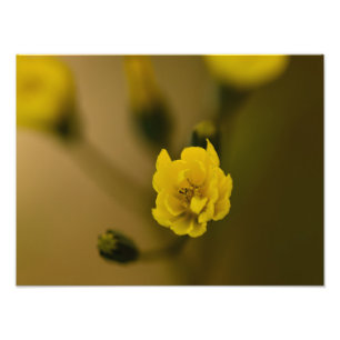 Blume Fotodruck