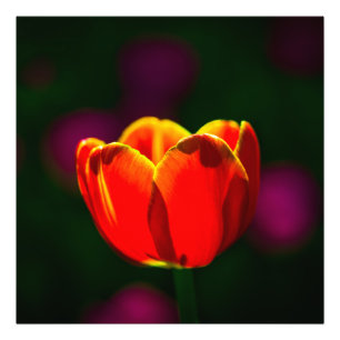 Blume Fotodruck