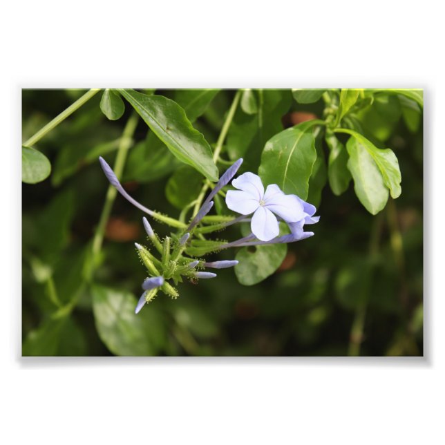 Blume Fotodruck (Vorne)