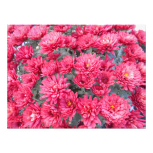 Blume Fotodruck