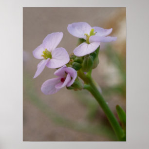 Blume Fotodrucke Poster