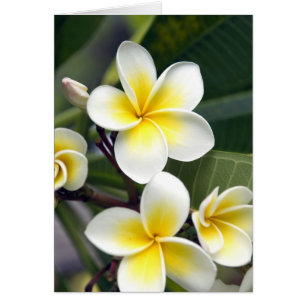 Blume Frangipani