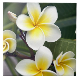 Blume Frangipani Fliese