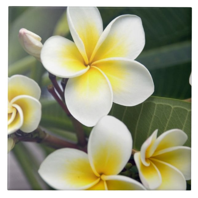 Blume Frangipani Fliese (Vorderseite)