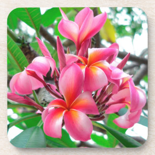 Blume Frangipani (Plumeria) Untersetzer