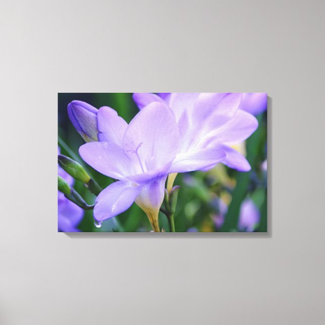 Blume Freesia Fotografie Leinwanddruck (Vorderseite)