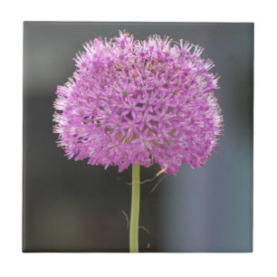 Blume für alle fliese