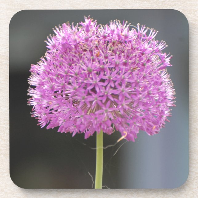 Blume für alle untersetzer (Vorderseite)