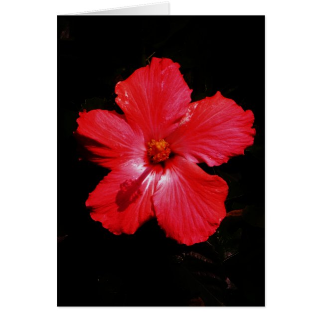 Blume für den roten Hibiskus in Rot (Vorne)