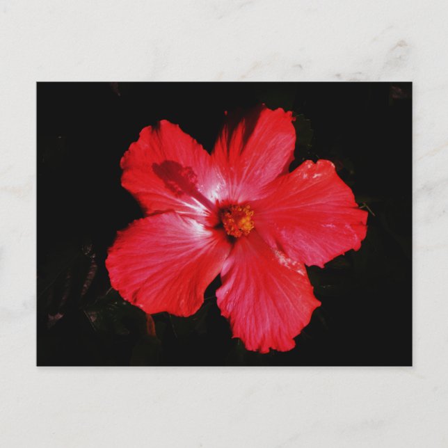 Blume für den roten Hibiskus in Rot Postkarte (Vorderseite)