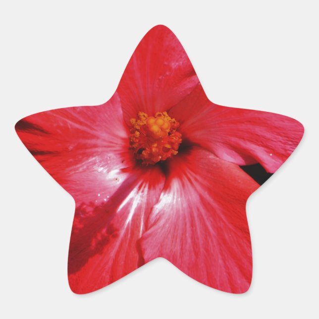 Blume für den roten Hibiskus in Rot Stern-Aufkleber (Vorderseite)