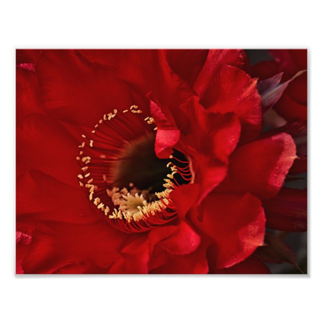 Blume für Feuerlichtkaktus Fotodruck (Vorne)