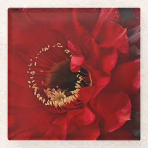 Blume für Feuerlichtkaktus Glasuntersetzer