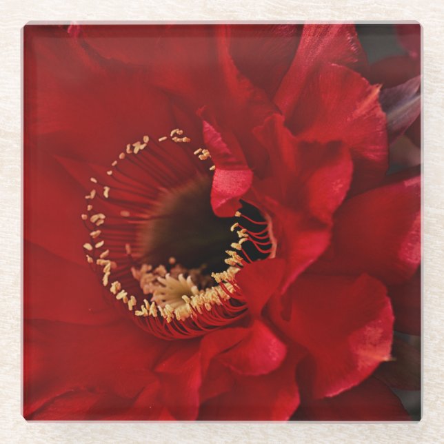 Blume für Feuerlichtkaktus Glasuntersetzer (Vorderseite)