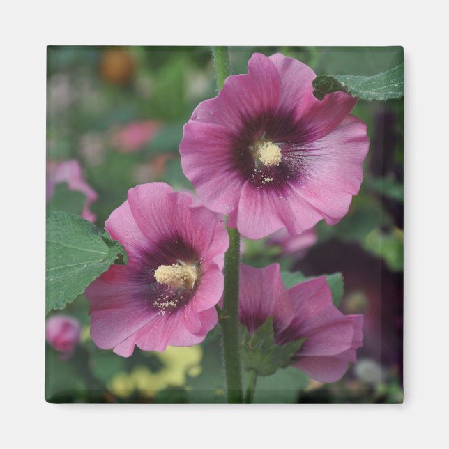 Blume für lila Hibisken Magnet (Vorne)