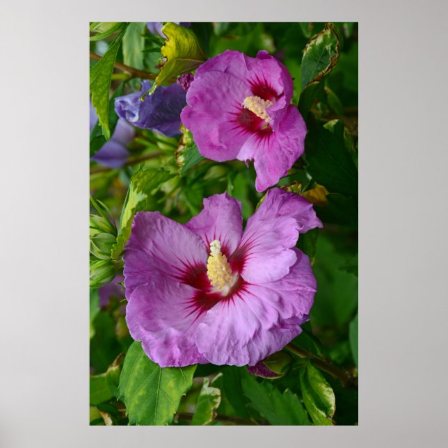 Blume für lila Hibisken Poster (Vorne)