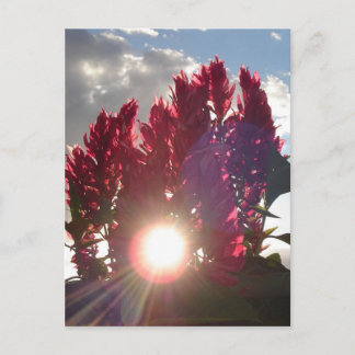 Blume für Sonnenuntergang Postkarte