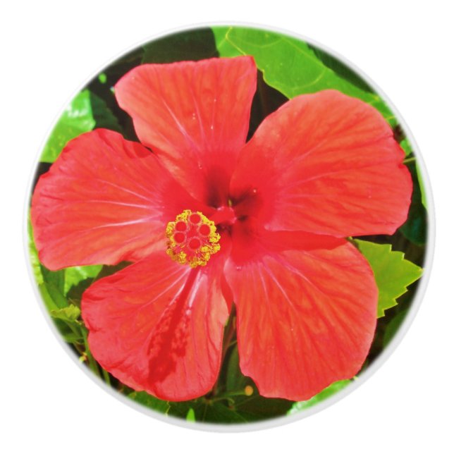 Blume für tropischen Hibiskus Keramikknauf (Vorderseite)