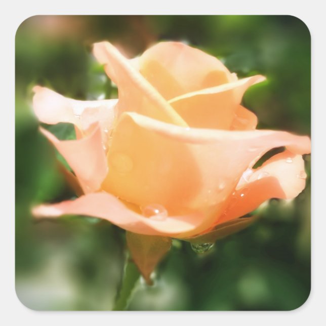 Blume für Vintage Rose Quadratischer Aufkleber (Vorderseite)