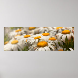 Blume - Gänseblümchen - Nicht ganz frisch wie ein  Poster