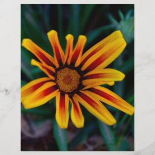Blume Gazania Flyer
