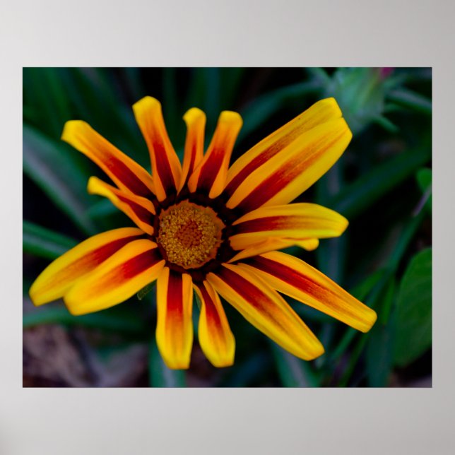 Blume Gazania Poster (Vorne)