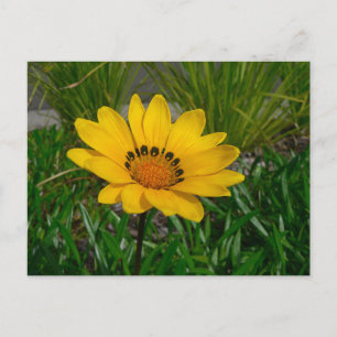 Blume Gazania Postkarte
