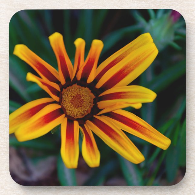 Blume Gazania Untersetzer (Vorderseite)