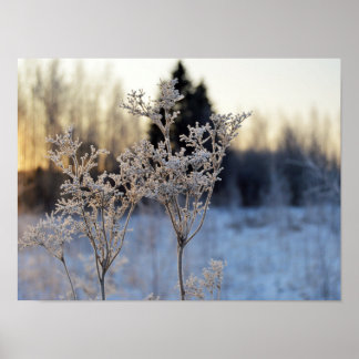 Blume gefroren poster