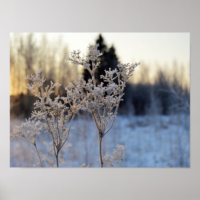 Blume gefroren poster (Vorne)