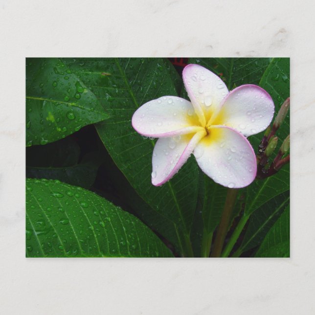 Blume Gelb und Weiß Hawaiianische Plumeria Postkar Postkarte (Vorderseite)