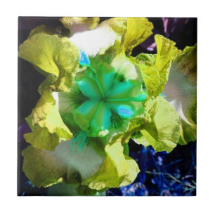 Blume Gelb, Weiß und Grün Iris Fliese