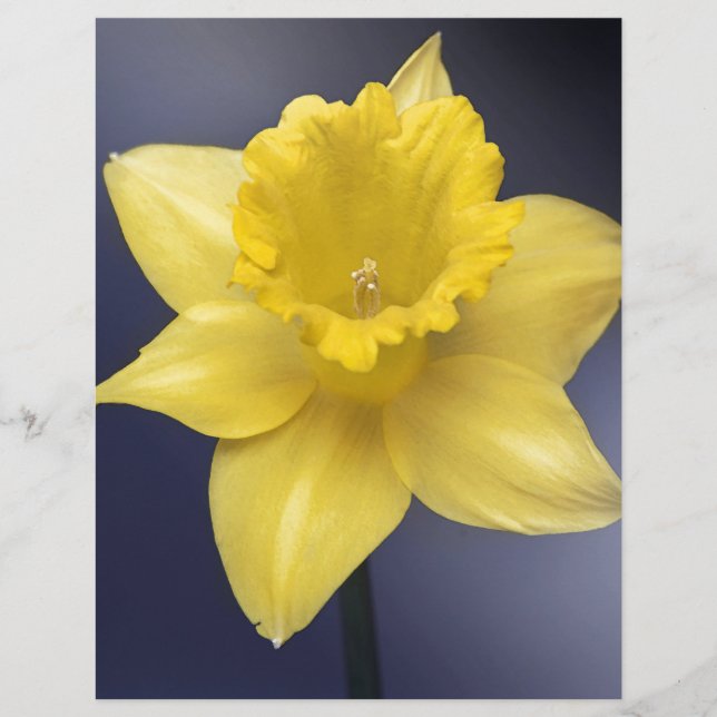 Blume Gelbe Narzisse Aquarellfarbe (Vorderseite)