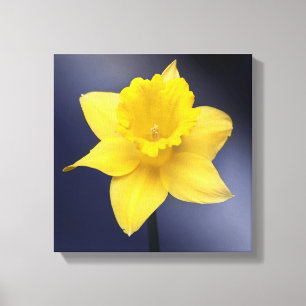 Blume Gelbe Narzisse Aquarellfarbe Leinwanddruck