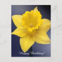 Blume Gelbe Narzisse Aquarellfarbe