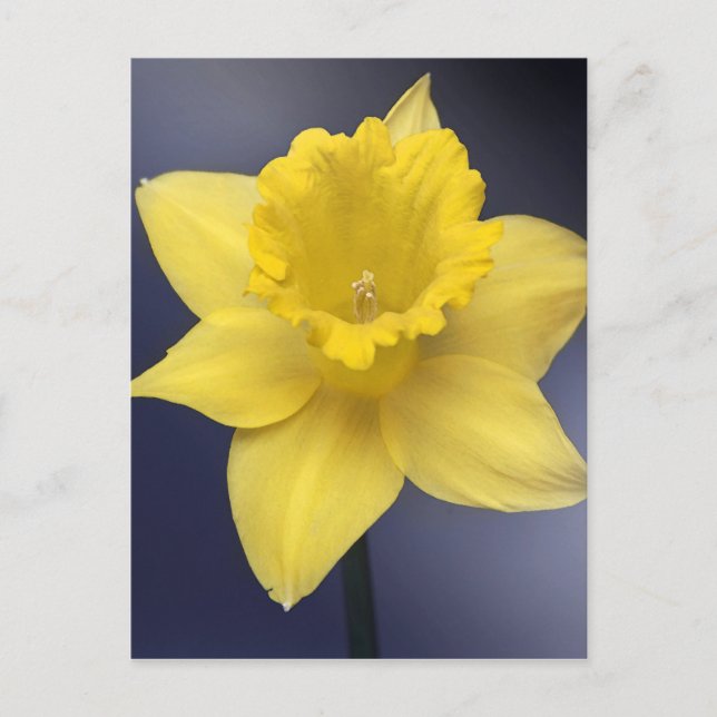 Blume Gelbe Narzisse Aquarellfarbe Postkarte (Vorderseite)