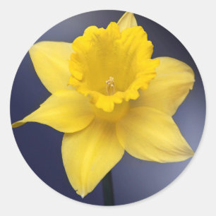 Blume Gelbe Narzisse Aquarellfarbe Runder Aufkleber