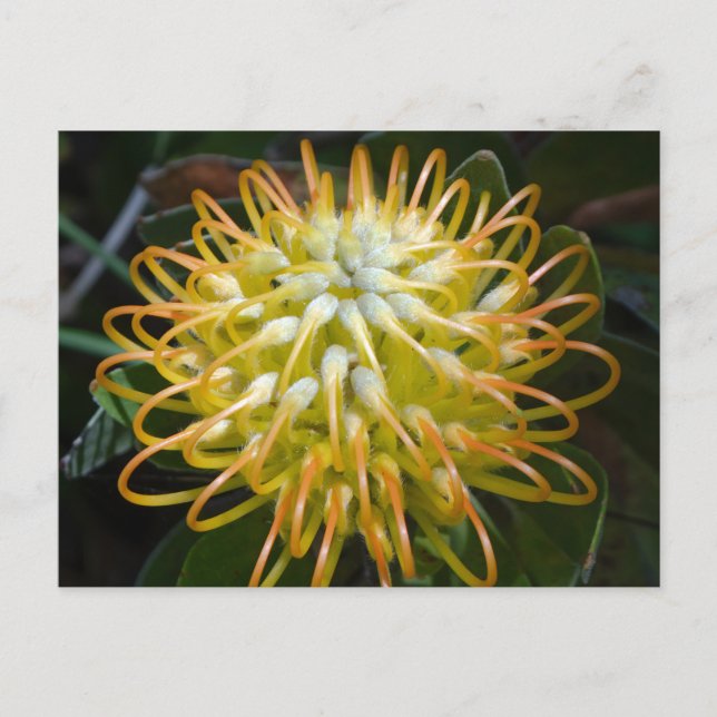 Blume Gelbes Pinsel Postkarte (Vorderseite)