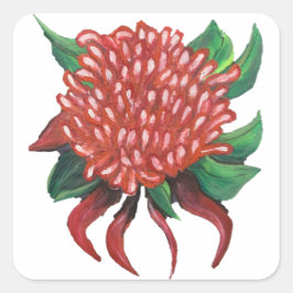 Blume Handgezeichnete Waratah-Aufkleber Quadratischer Aufkleber