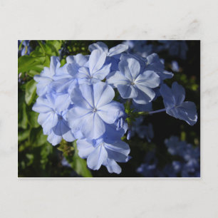 Blume Hawaiian Blue Plumbago  Postkarte