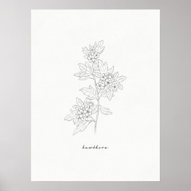 Blume Hawthorn Art Print Poster (Vorne)