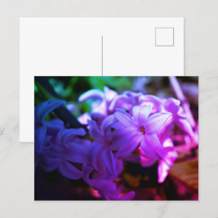 Blume Hyacinth (Hyacinthus) Postkarte