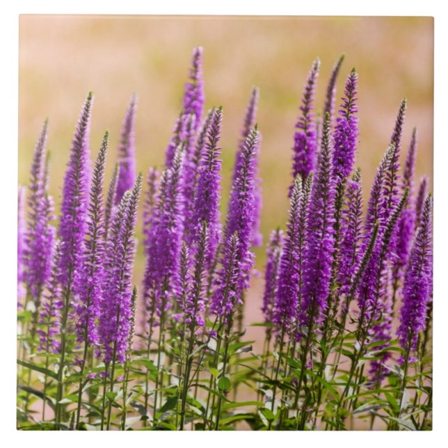 Blume - Ich träume von Lavendel Fliese (Vorderseite)