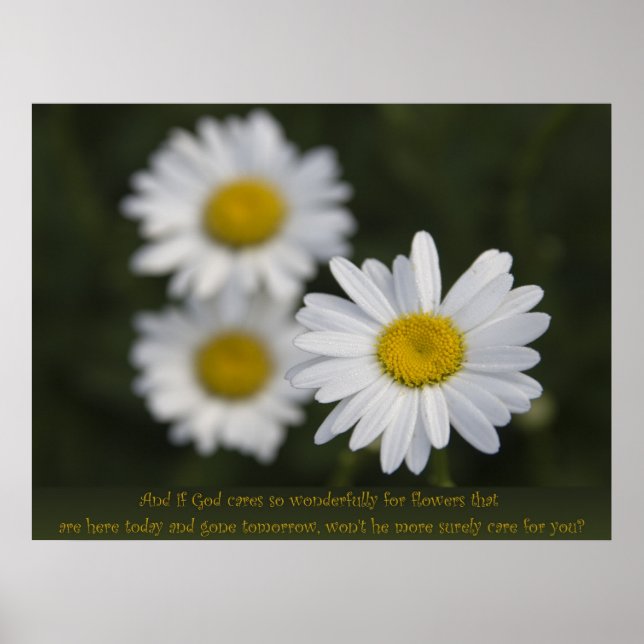 Blume im Feld Poster (Vorne)