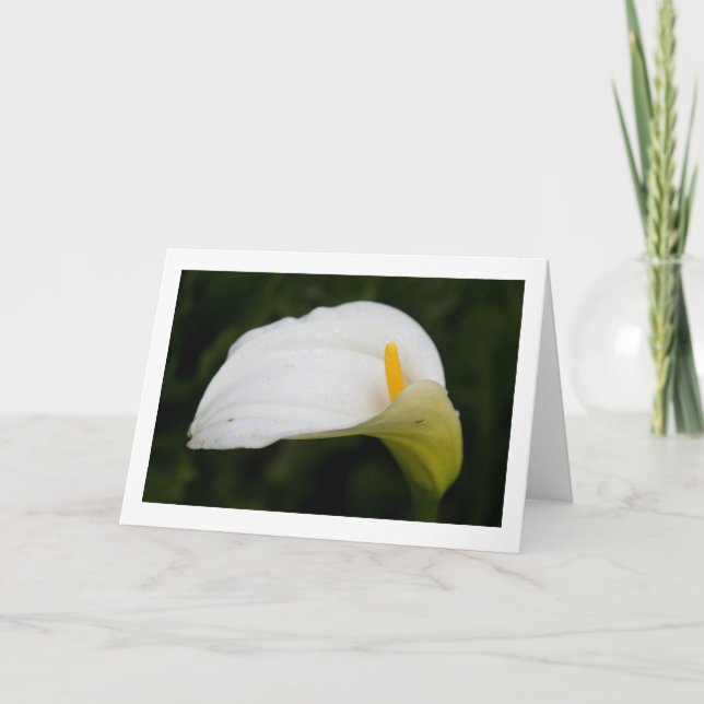 Blume im Frühjahr: Blanke Grußkarte Karte (Vorderseite)