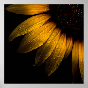 Blume im Garten 28 Sonnenblumen Poster