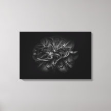 Blume im Garten in Schwarz und Weiß 67