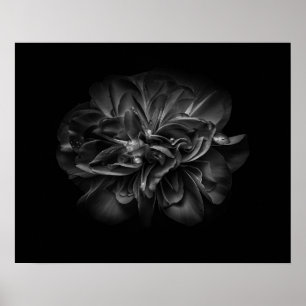Blume im Garten in Schwarz und Weiß 67 Poster