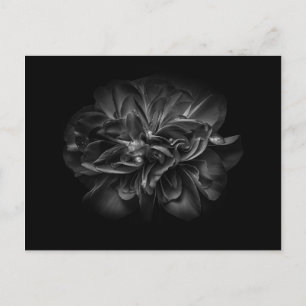 Blume im Garten in Schwarz und Weiß 67 Postkarte